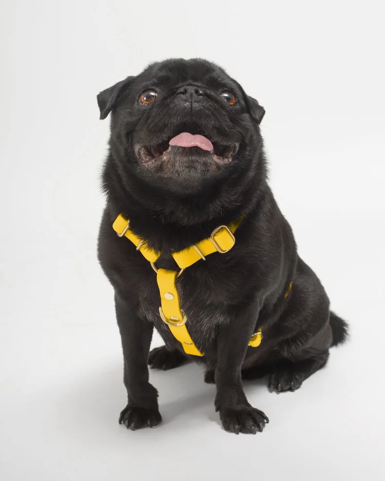 harnais stitou jaune harnais stitou jaune