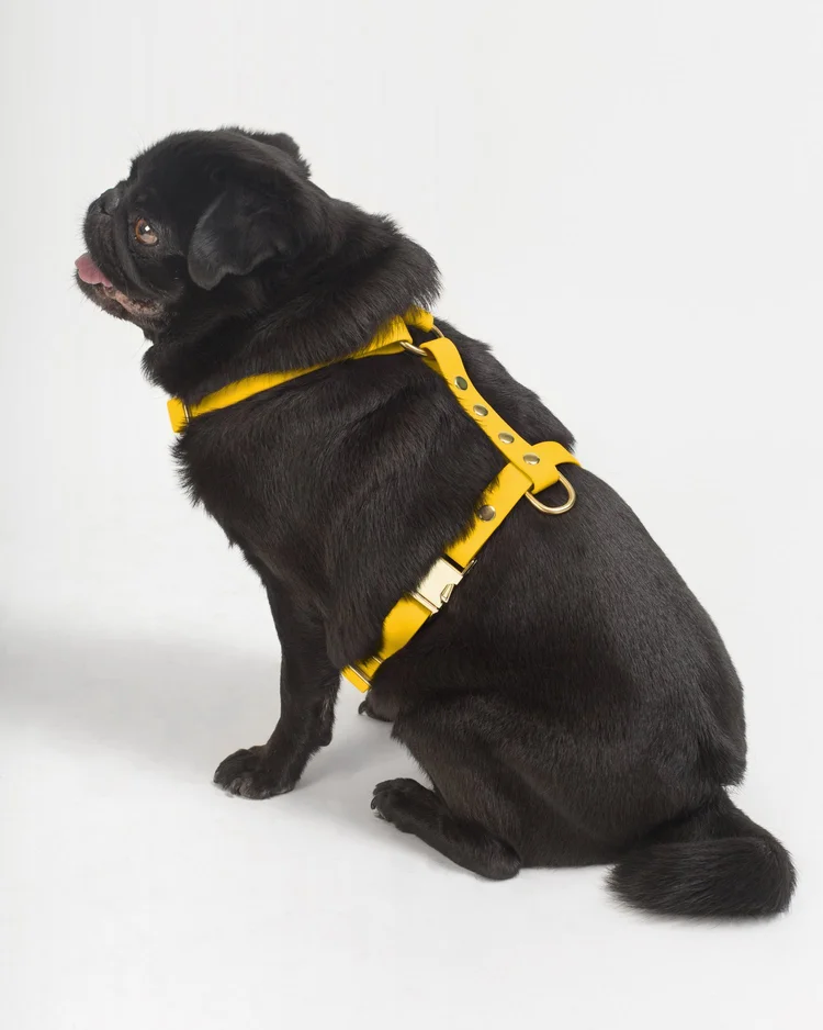 harnais stitou jaune harnais stitou jaune