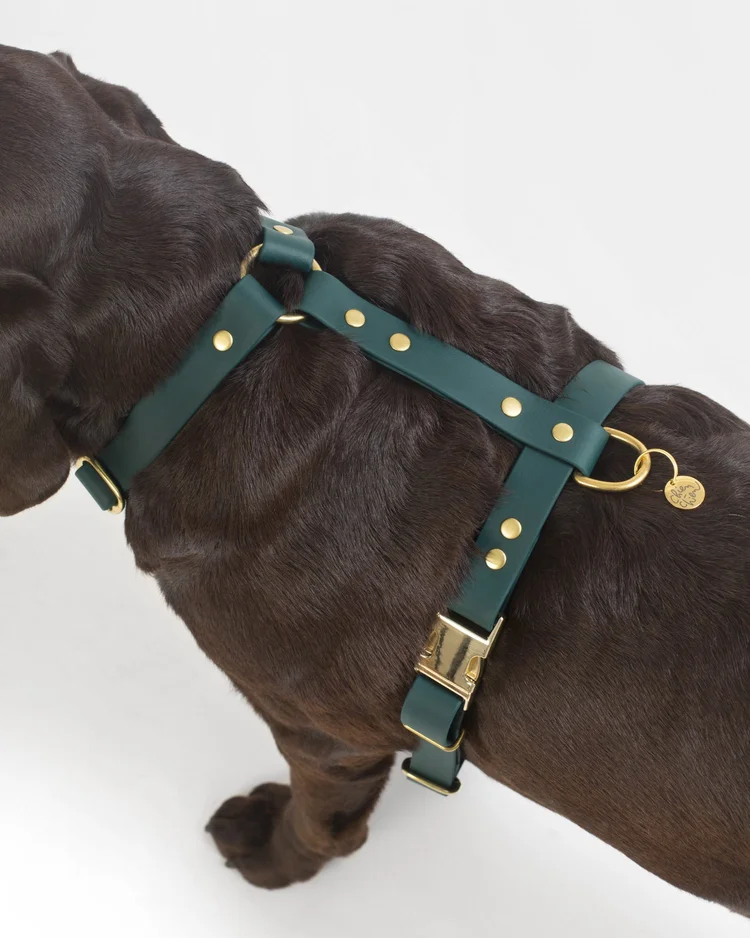 harnais stitou vert sombre harnais stitou vert sombre