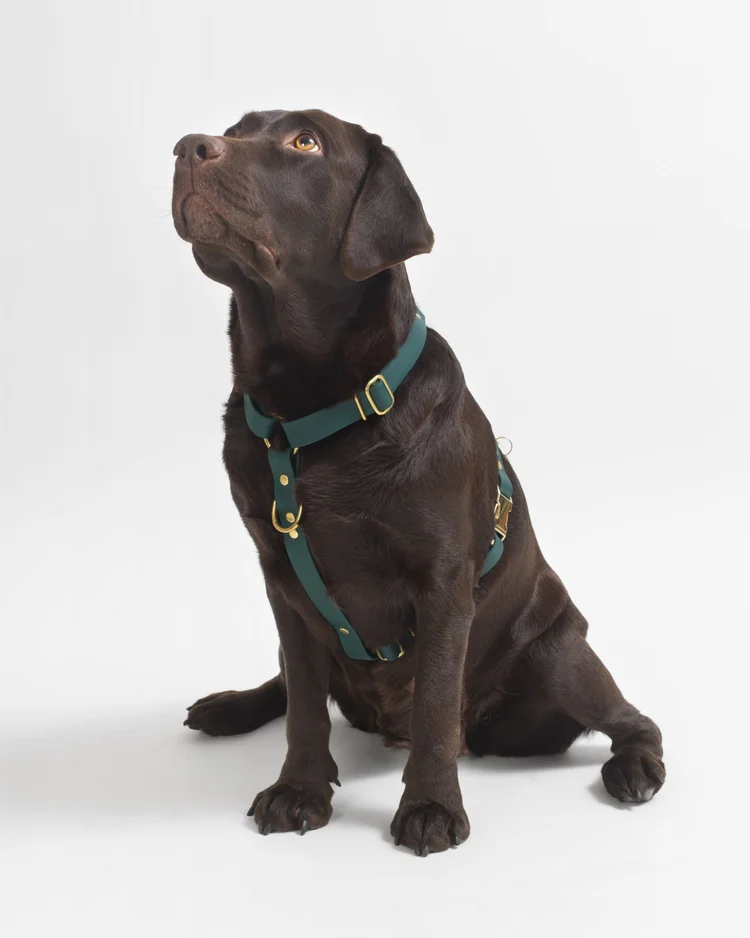 harnais stitou vert sombre harnais stitou vert sombre